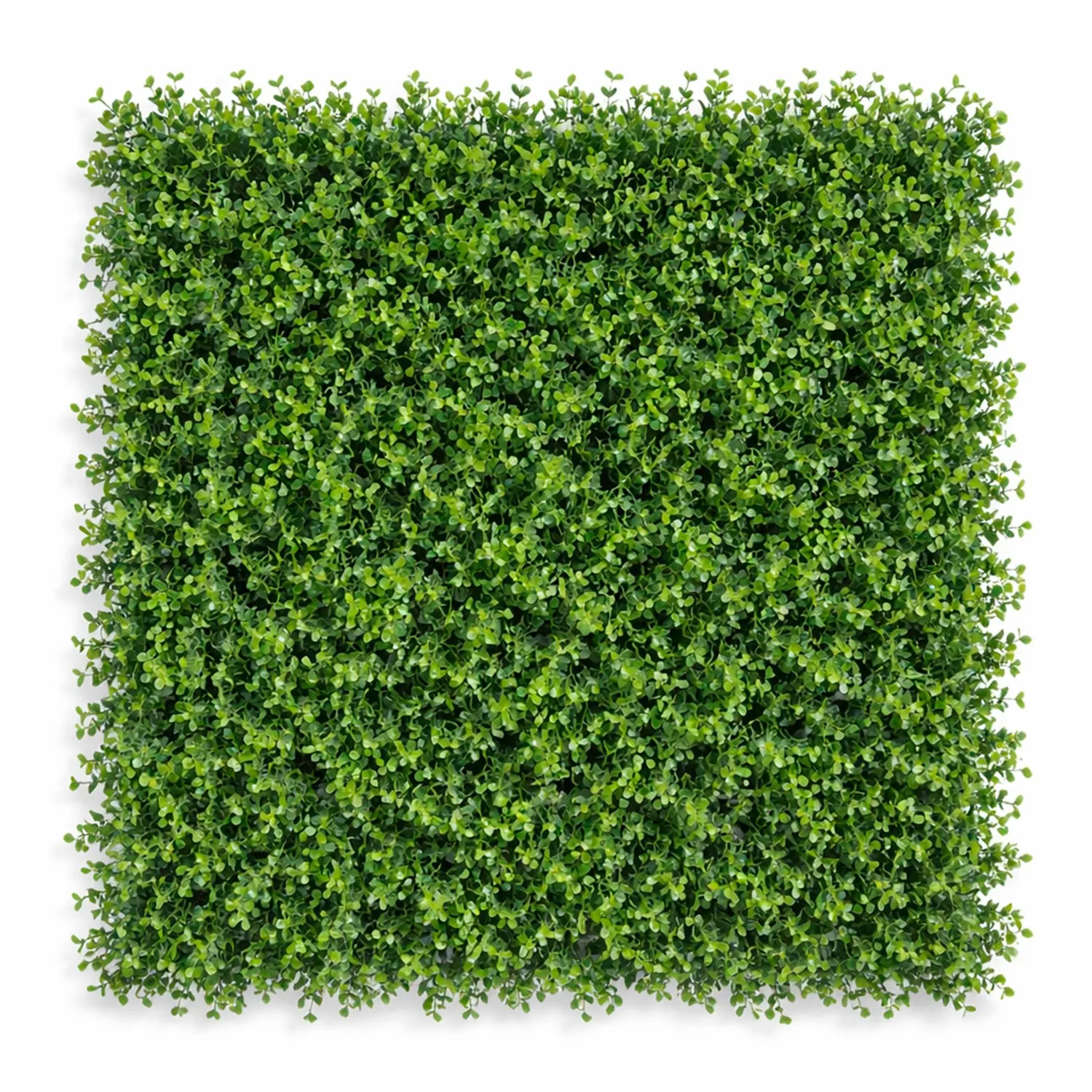 Follaje Arrayan Verde
